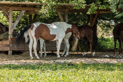 Horses standing in field