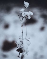 Close-up of snow on plant