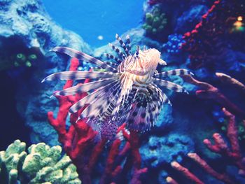 Close-up of fish swimming in aquarium