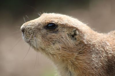 Close-up of an animal looking away