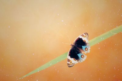 Close-up of butterfly over black background