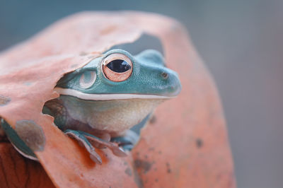 Close-up of frog