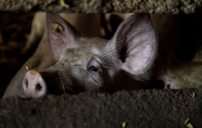 Close-up of a resting