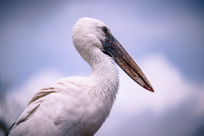 Close-up of pelican