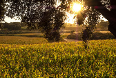 Scenic view of field against sky during sunset