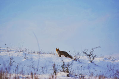 View of a fox on snow covered field