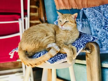 Cat sitting on chair at home