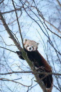 Portrait of panda on tree