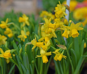 Close-up of yellow daffodil flowers