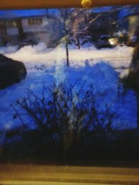 View of trees at night