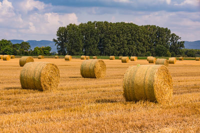 Round straw bales on a harvested field after hay harvest in summer