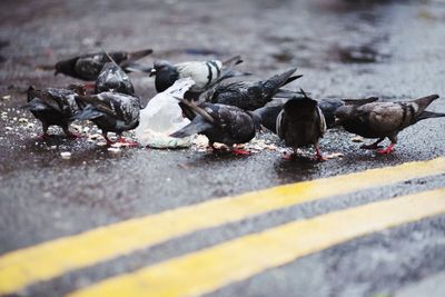 Flock of birds on street