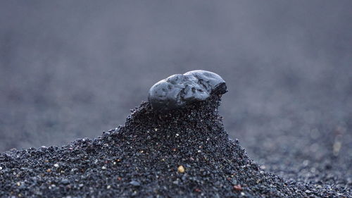 Close-up of crab on rock