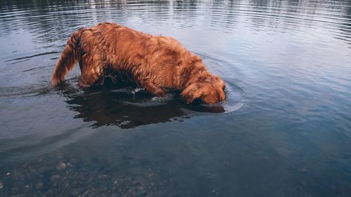 Horse in lake