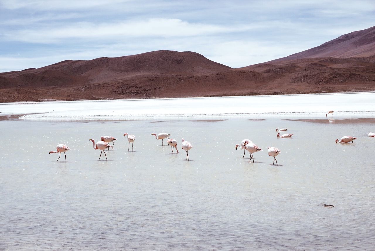 VIEW OF BIRDS IN LAKE AGAINST MOUNTAIN RANGE