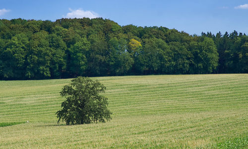 Scenic view of trees on field against sky