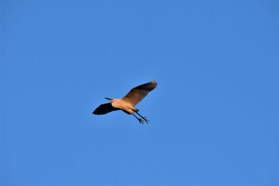 Low angle view of a bird flying