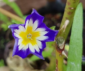 Close-up of flower against blurred background