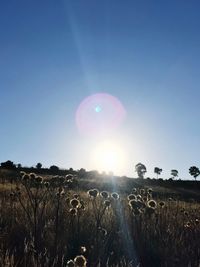 Scenic view of field against clear sky