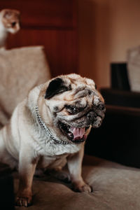 Dog looking away while sitting on floor at home