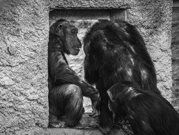 Monkey sitting on wall