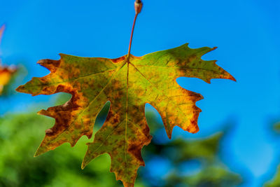 Close-up of autumn leaf against blue sky