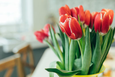 Close-up of red tulip