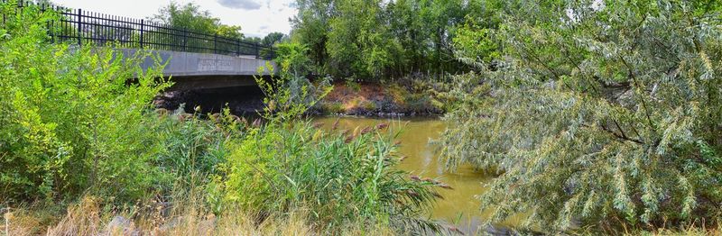 Plants by river in forest