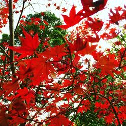 Low angle view of red flowers on tree