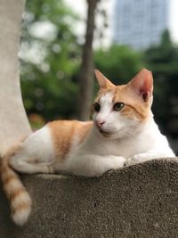 Close-up of a cat resting