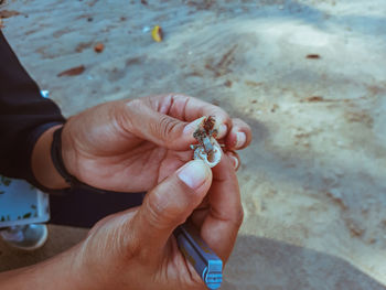 High angle view of hands holding hermit crab