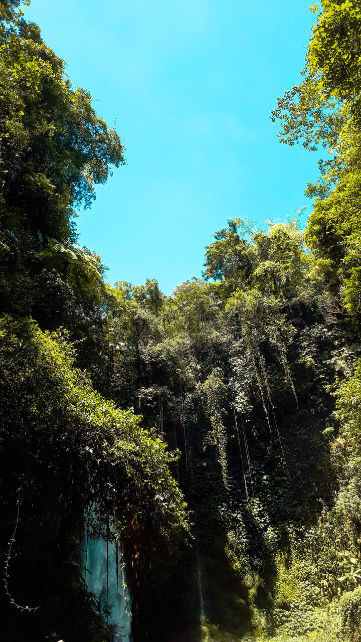 LOW ANGLE VIEW OF TREES IN FOREST AGAINST SKY