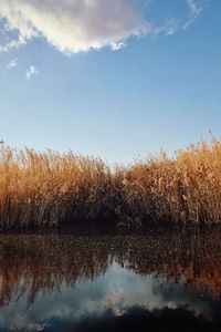 Reflection of trees in lake against sky