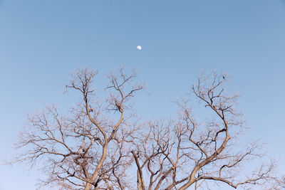 Low angle view of bare tree against clear blue sky