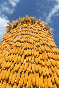 Low angle view of corn