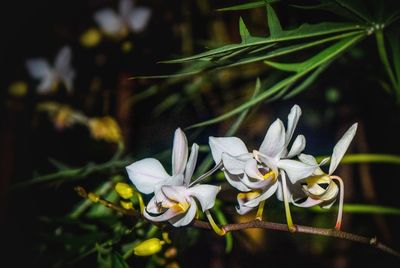 Close-up of frangipani blooming outdoors