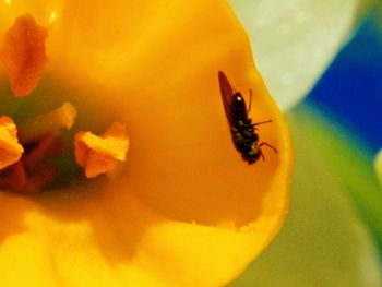 Close-up of insect on yellow flower