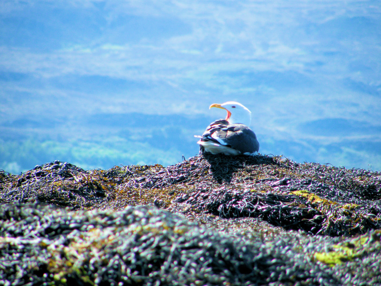 Bird nesting