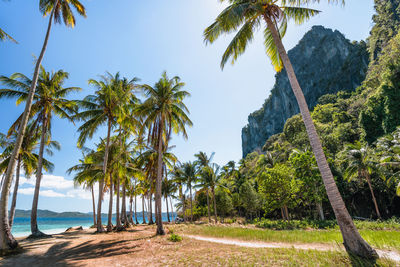 Scenic view of palm trees against sky