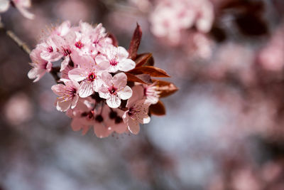 Close-up of pink cherry blossom