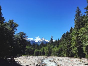 Scenic view of forest against clear blue sky