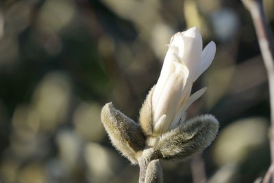 Close-up of white flowering plant