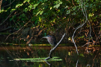 Green heron