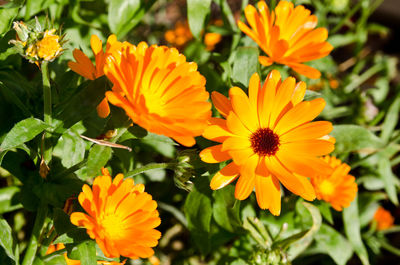 Close-up of orange flowering plants