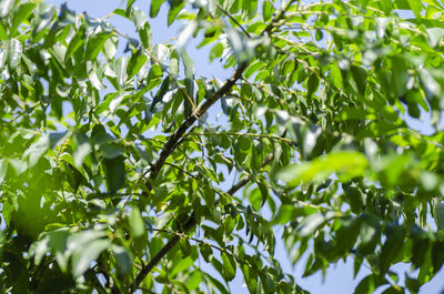 Low angle view of leaves on tree against sky