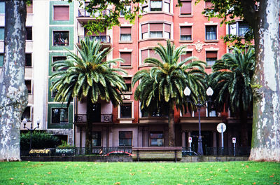 Palm trees and building against blue sky