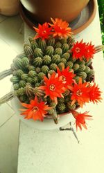 Close-up of red flowers