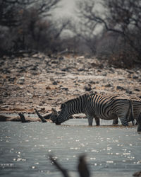 View of zebra on land