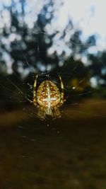 Close-up of spider on web