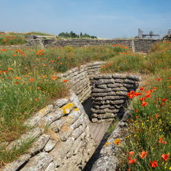 World war i trenches surrounded by poppies.